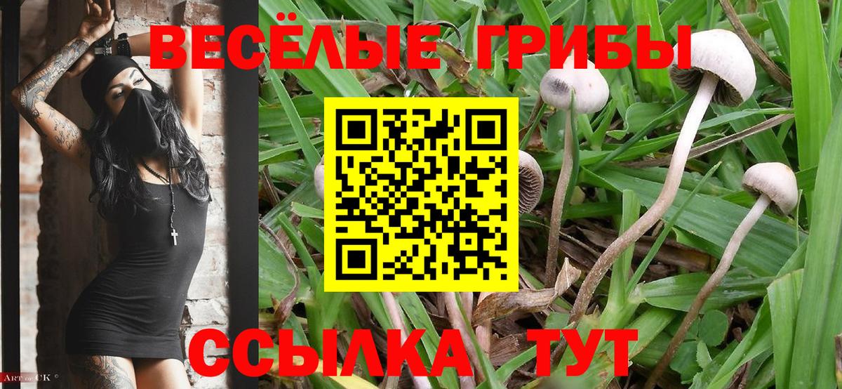 Псилоцибиновые грибы Psilocybe Салават